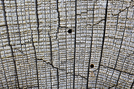 粗糙的湿度甲虫攻击橡树旧木板的详细节图片