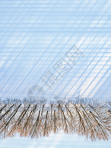 极简主义在阳光明媚的冬季日照亮雪田上光露树木直线长阴影沿着雪地的白树最顶端视图复制空间明亮的风景优美图片