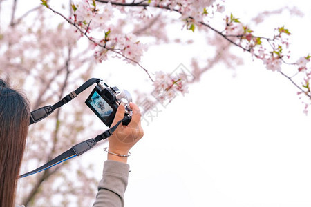摄影师松弛保持春时美丽的樱花萨库拉女士手上握着DSLR摄像机图片