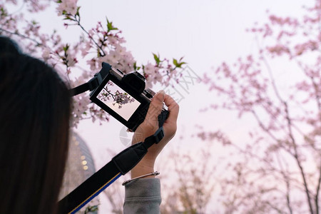 春天夏时美丽的樱花萨库拉女士手上握着DSLR摄像机盛开图片