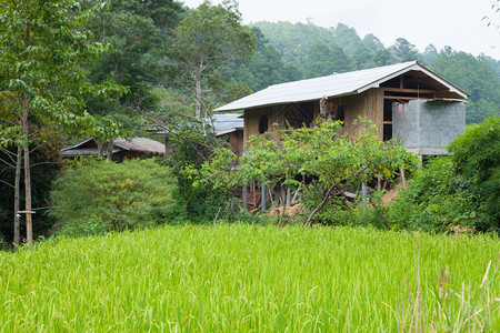 泰国农耕区民的家园业地区民耕作家庭粮食庄稼图片