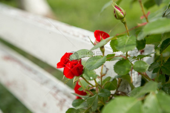 爱颜色红玫瑰在公园选择焦点的白色木板凳旁人们图片