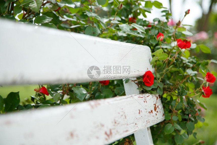 红玫瑰在公园选择焦点的白色木板凳旁花可选择的图片