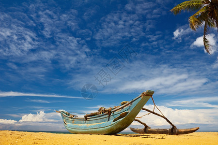 加勒比海洋热带岸上的椰枣树和黄色的图片
