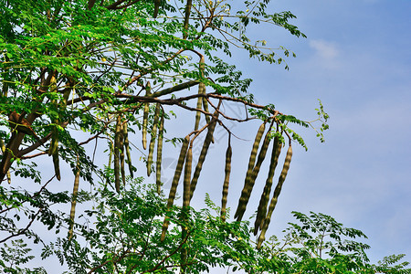 辣木季节有机的蓝色天空背景树枝上莫林加群体图片