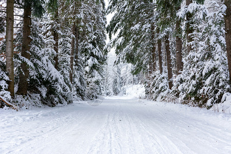 冬天深的季风景深森林树木间白色和雪的公路气候图片