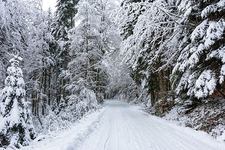 寒冷的小路冬季风景深森林树木间白色和雪的公路场景图片