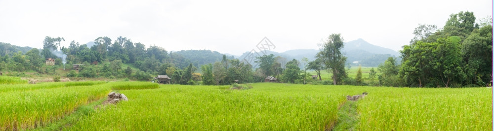 植物场地风景优美山区农业的全大米田面积干稻图片