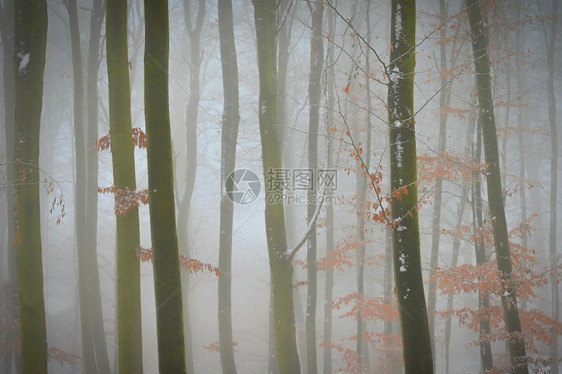 雪圣诞节对冬季自然和森林的美丽概念包括冬天自然和森林为了图片