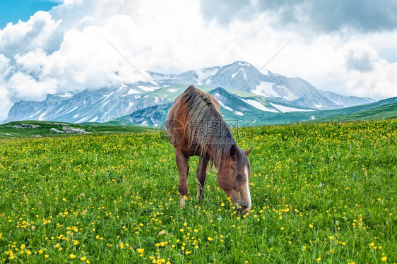 在俄罗斯阿尔泰山区谷放牧的马匹风景宁静场地图片