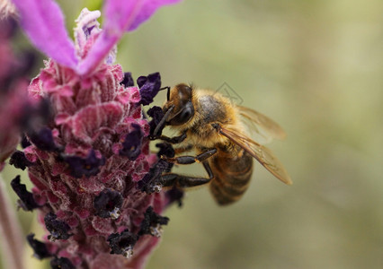 蜜蜂为花丝授粉的图像生物学细丝自然图片