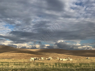 牛奶景观云空下草地上的白牛蓝色图片