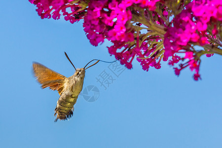 巨舌蜂鸟蝴蝶食用蓝天空的蝴蝶花朵中蜜美丽动物群图片