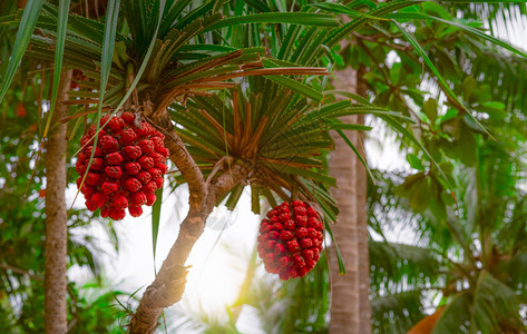大溪地棕榈松树热带海滩椰子的模糊背景塔希提亚螺旋树枝和海岸滩清洁环境的红果其阳光为塔希提山螺旋树枝和红果背景图片
