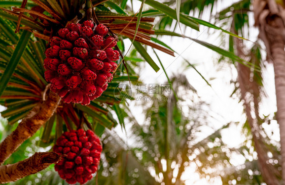 季节热带海滩椰子树的模糊背景塔希提亚螺旋树枝和海岸滩清洁环境的红果其阳光为塔希提山螺旋树枝和红果日出水图片