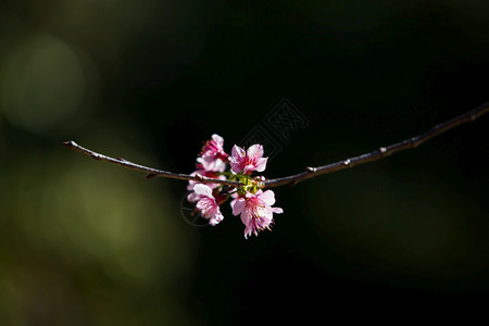 植物在树枝上露出桃樱花在日本杏子或梅花背景下阴影模糊春花紧贴朵关注瓣旅游或者图片