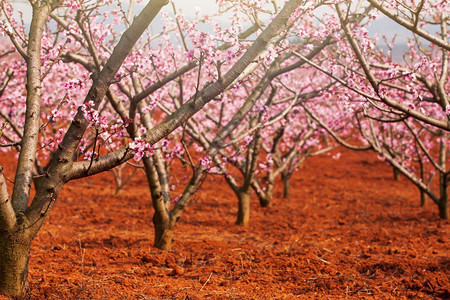 花园冬天红桃樱在树枝上粉红花在全盛开的梅花鲜或在春日本杏子樱桃果园中夏天图片