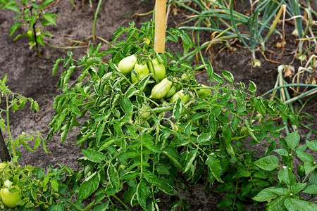 花园里除了其他蔬菜外还有一片绿番茄在色树枝上挂着的雨下红番茄湿透了天分支机构栽培的图片