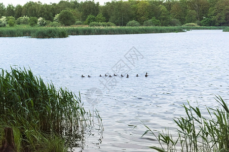鸟鸭子和小在湖里游泳水禽和孩子在森林湖里水禽和孩子们在森林湖里鸭子和小在湖里游泳灰色的爱图片
