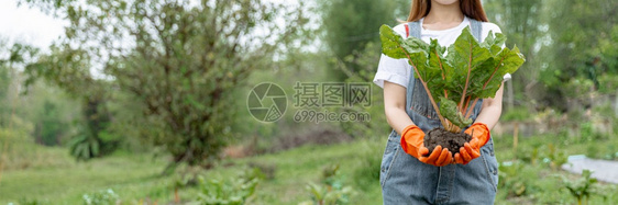 女园艺人概念是一名少女园艺员在收获季节将蔬菜用土壤连根拔除的大型蔬菜和地球松弛阴谋图片