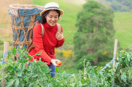 有机的手可口在农场亚洲青年妇女在花园里用篮子捡有机番茄花朵里用一篮子来摘番茄图片