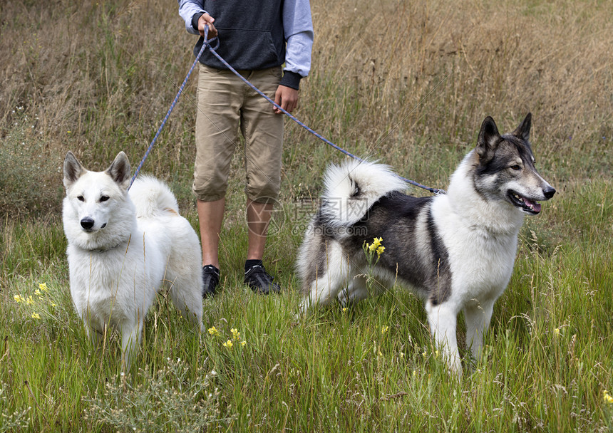 毛皮兽两只带着牵引绳的猎犬西伯利亚莱卡去散步一只狗完全是白色的第二只是黑色和白的两只猎犬西伯利亚莱卡去打猎伴侣图片