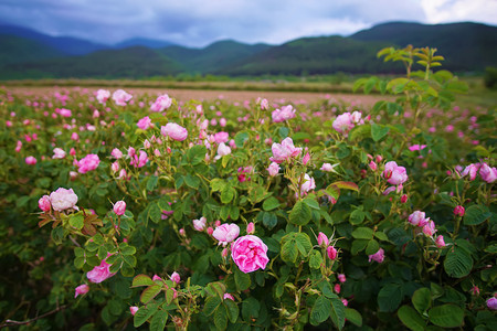 柔软的山春天保加利亚玫瑰谷的美丽保加利亚达马斯克玫瑰团座落于保加利亚玫瑰谷图片
