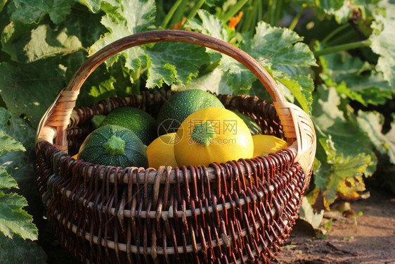 南瓜栽培的花园从艺食物概念中摘取的篮子新鲜壁球有机食物概念中的有机食物概念图片
