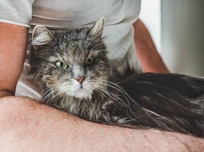 躺在怀里的猫咪图片