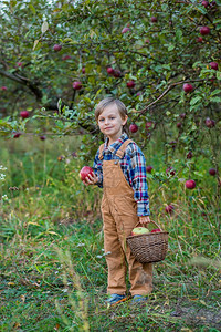 在果园里采摘苹果的小男孩图片