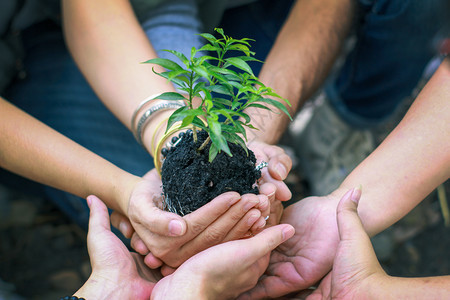 生物不同的人群体共植树种物的自然环境和多种人群体联合植树木育物户外爱好图片