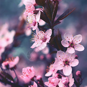 芽新鲜的温和美丽日本樱桃花季节背景外出天然模糊的背景在阳光明媚的春日盛开花树图片