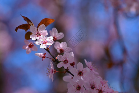 投标四月晴天美丽的日本樱桃花季节背景外出天然模糊的背景在阳光明媚的春日盛开花树图片