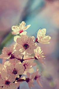 温和的美丽日本樱桃花季节背景外出天然模糊的背景在阳光明媚的春日盛开花树四月分支图片