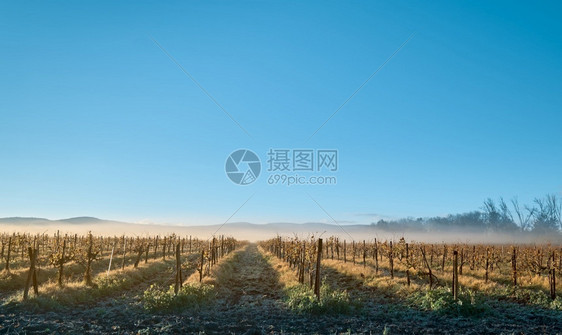 在北高加索的葡萄园上冬日升雾从山中降下到葡萄园明蓝的天空冬旅行葡萄酒图片
