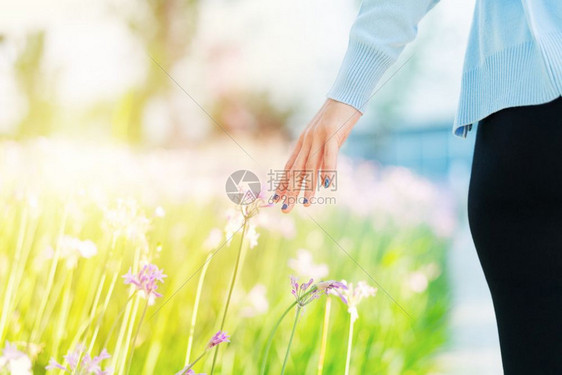 田里的女人和鲜花用手摸紫花带复制空间年轻的裙子美丽图片