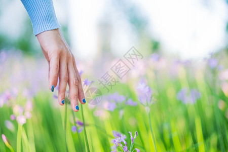 田里的女人和鲜花用手摸紫花带复制空间颜色辉光和谐图片