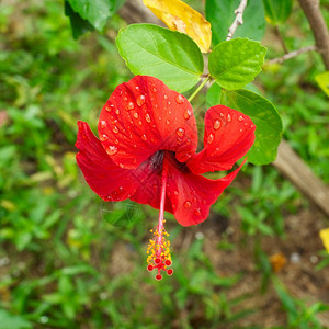 芙蓉温泉皮肤在阳光明媚的白天红色象形树热带花朵图片