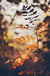 夕阳下的秋叶图片