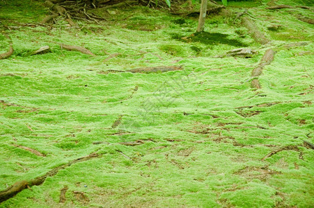 木头夏天一片绿苔草根植于森林地板上的树由根成桩图片