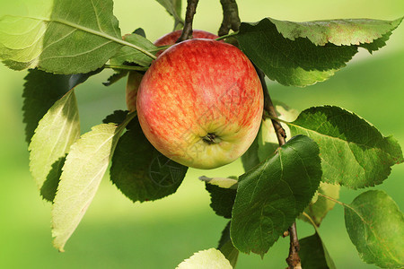 花园的苹果树枝上新鲜成熟苹果关门了水饮食闪亮的图片