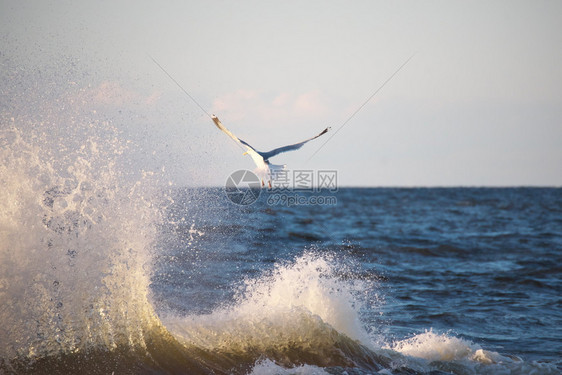 海鸥在阳光明媚的夏日飞过波浪在罗的海阳光下喷发暴跌照射航班图片