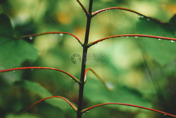 降低湿的鲜叶与水滴落自然背景白色的图片