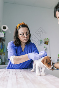 在诊所接受检查的宠物梗犬图片