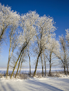 飘过冬天的季白雪无处不在青蓝天空和寒冬的桑尼天气树都落下图片