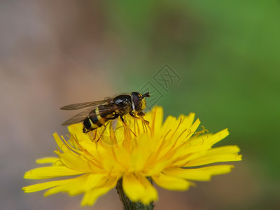 场地季节一只蜜蜂在尖利的黄色花朵上紧闭了一只蜜蜂的喂养蒲公英图片