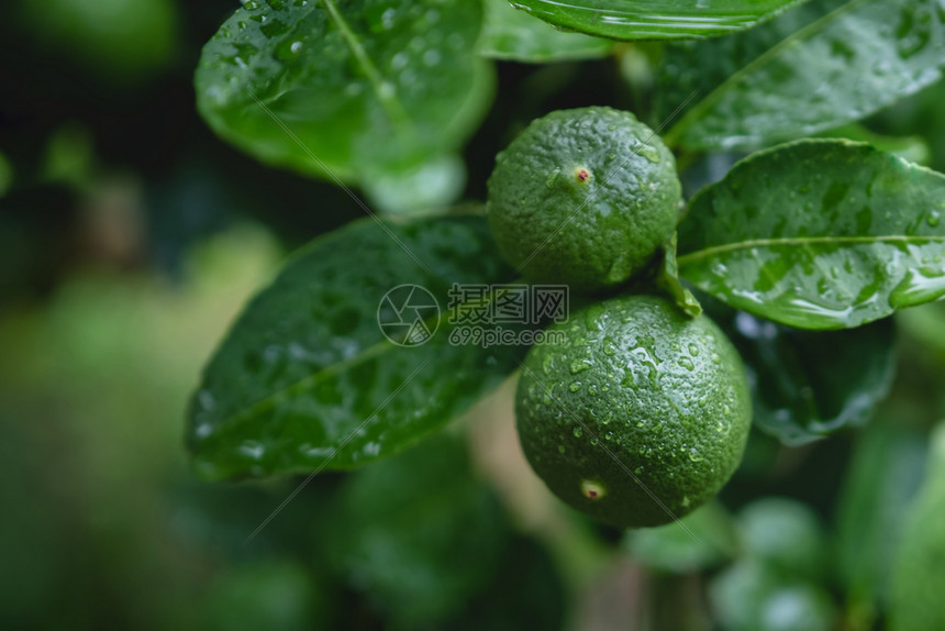 亚洲品尝风雨日或水后被射杀的东南亚原住民在有机农庄中新鲜绿色柠檬生态图片