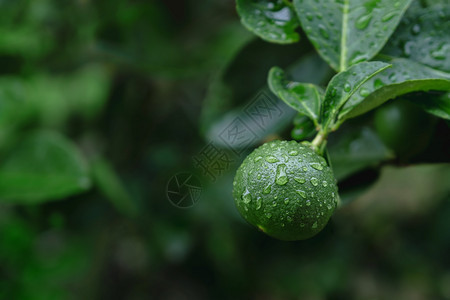 装饰风雨日或水后被射杀的东南亚原住民在有机农庄中新鲜绿色柠檬健康食物图片