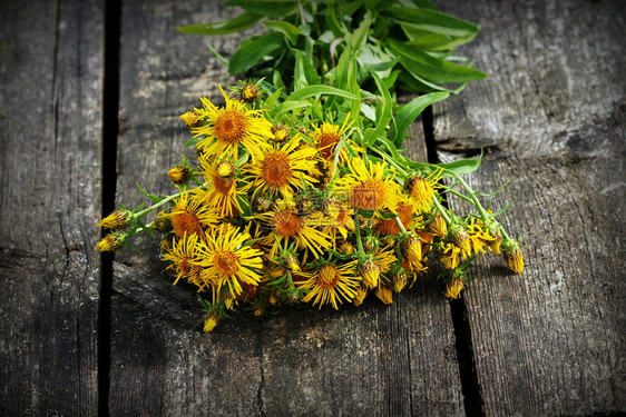 季节药物木制的质背景上带绿色的菊花或马蹄草elfdock黄色花药用植物含有大量精油皂苷菊粉维生素E和其他物质含有大量精油皂甙维生图片