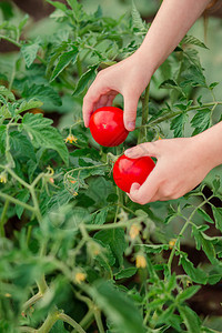 园艺夏天用成熟的红番茄特写手女孩在花园里收集成熟的有机番茄用成熟的红番茄特写手女孩在花园里收集成熟的西红柿植物学图片
